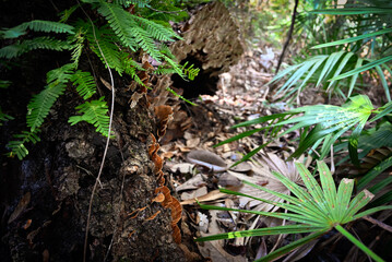 An aged and decomposed tree, now serving as a habitat for various fungi.