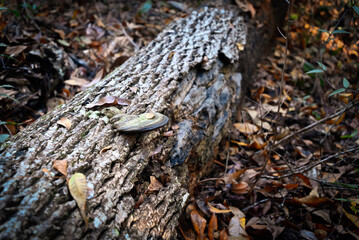 A fallen tree from ages past, now hosting a cluster of mushrooms.