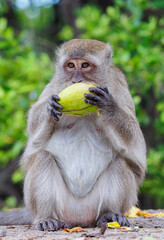 Group of monkeys sitting and eating mangoes