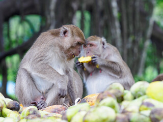 Naklejka na ściany i meble Group of monkeys sitting and eating mangoes