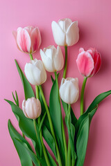 
beautiful pastel tulips  isolated on pastel background , top view