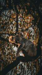 squirrel on a tree