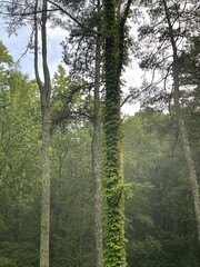 Naklejka premium forest in the morning