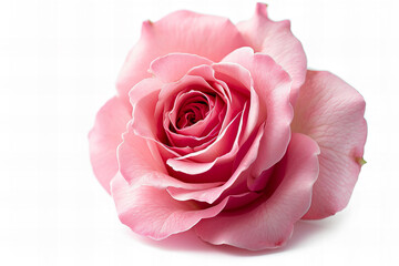 Fototapeta premium pink rose isolated on white background