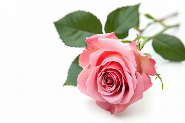 
pink rose isolated on white background