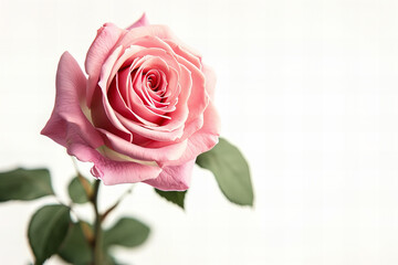 
pink rose isolated on white background