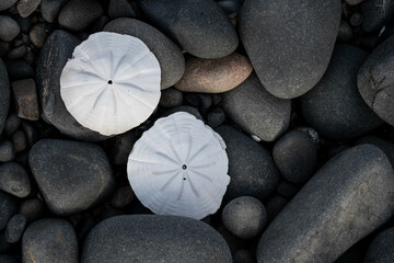 Sand dollars on rocks the shores of the ocean in New Zealand