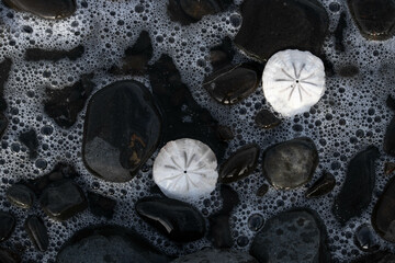 Sand dollars on rocks the shores of the ocean in New Zealand