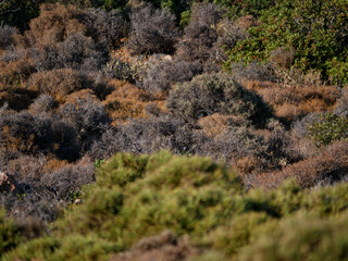 Drought on the island of Crete.