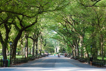 Tree lined street, the Mall in springtime, Central Park, New York, USA