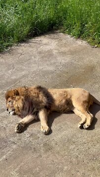 Vertical video of a lion lying down resting