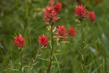 photograph of Lincoln City Lighthouse on the oregon coast of the Pacific Ocean framed with custom digital frame to add depth of field