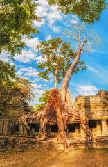 Overgrown trees at Preah Khan, near Angkor Wat, Cambodia
