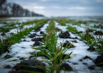 Young wheat plants in the snow