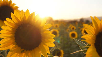 girasol