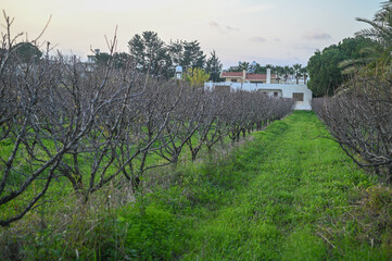 Fototapeta na wymiar large plum garden in winter in Cyprus 8