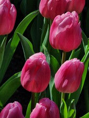 Colorful tulip blooming garden with amazing light  - 718390400