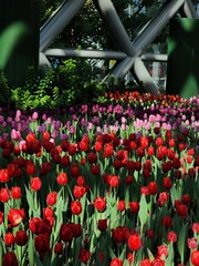 Colorful tulip blooming garden with amazing light  - 718390402