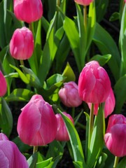 Colorful tulip blooming garden with amazing light  - 718390407