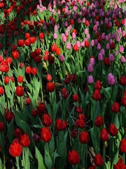 Colorful tulip blooming garden with amazing light  - 718390415