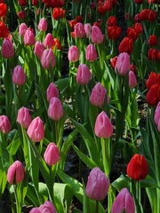 Colorful tulip blooming garden with amazing light  - 718390430