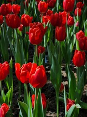 Colorful tulip blooming garden with amazing light  - 718390439