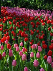 Colorful tulip blooming garden with amazing light  - 718390453