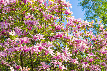 Blooming tree branch with pink Magnolia Loebner Leonard Messel flowers in park or garden on green...