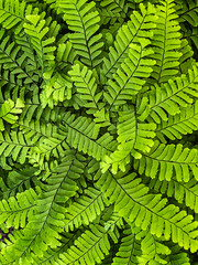 Lush closeup healthy green fern leaves texture background pattern