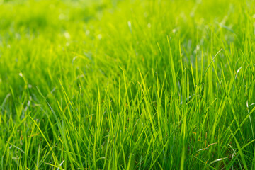 Fototapeta na wymiar Green grass background texture. Green grass in meadow, field or lawn in spring on sunset. Natural plant , flora background, wallpaper, element of design. Ecology, environment concept.