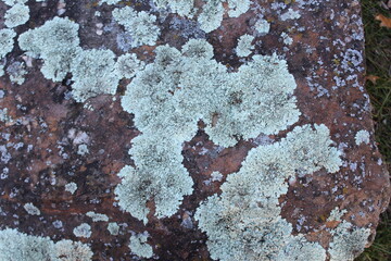 lichen on the rock