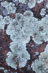 lichen on the bark