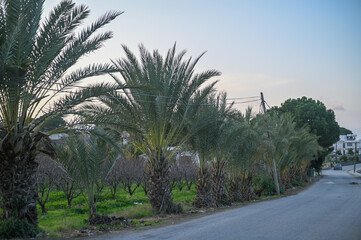 Fototapeta premium date palms along the street in winter in Cyprus 3