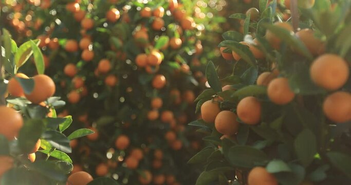 Mandarin oranges grow on tree for a happy chinese new year's decoration
