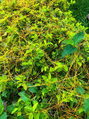 Yellow filaments like golden strands of egg yolk at the top of the green plant. They are parasitic plants called Cuscuta racemosa, known as lead vine, a vine native to Brazil. cipó-chumbo