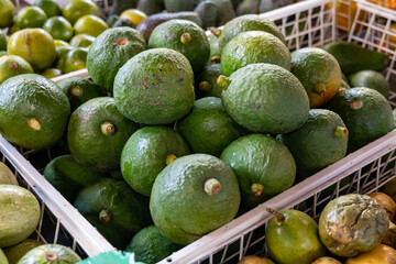 Fresh ripe green avocados, tropical fruits and vegetables on farmers market on Fuerteventura, Canary islands, Spain
