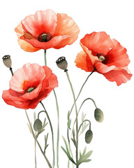 Naklejka premium Watercolor illustration of poppy flowers, transparent background (PNG)