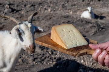 Goat cheese and goats on volcanic rocks and hillsides on Fuerteventura, Canary islands, Spain in winter