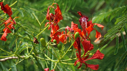 Delonix regia (Also called pohon Semarak Api, Flamboyan, royal poinciana, flamboyant, phoenix flower, flame of the forest, flame tree). It is also a useful shade tree in tropical conditions