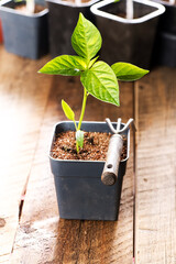 Potted seedlings. Pepper seedling close-up. Gardening concept.