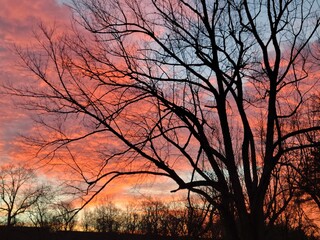 Fototapeta premium tree in sunset