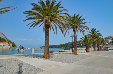 palm trees on the beach © Pawel Filusz