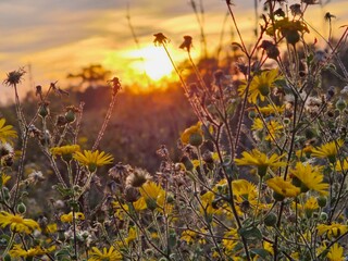 Sunrise and sunflowers