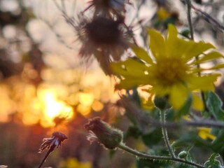 Sunrise and sunflower