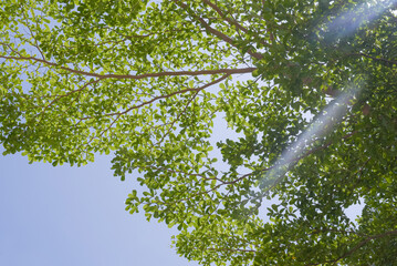 green leaves with a sky background