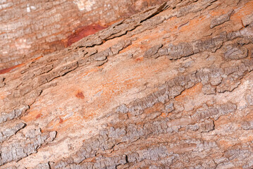 texture of a wood