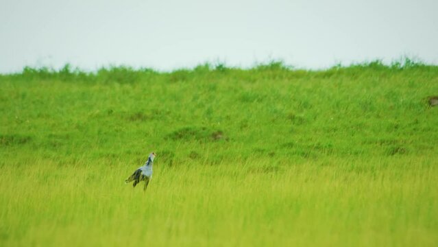 Secretary bird strolling through grassfield of african savanna on hot sunny day. Magnifficent black and white big bird with long legs walking around tall grass looking for food.