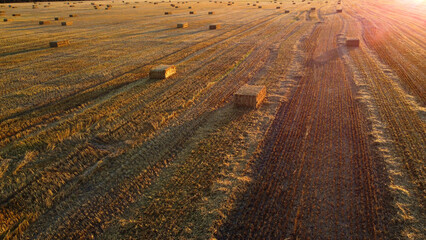 Naklejka premium Square bales of pressed wheat straw lie on the field after the wheat harvest at sunset and dawn. Compressed straw bales on farm land after harvest. Agricultural farming industry. Agrarian industrial