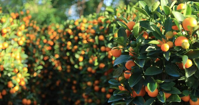 Mandarin oranges grow on tree for a happy chinese new year's decoration