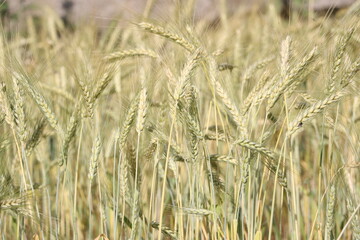 Wheat field in the morning sunlight 